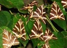 farfalle Paros