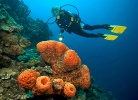 Bonaire diving immersioni sub