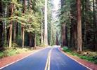 Avenue of the Giants State Park California