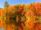 foliage Maine