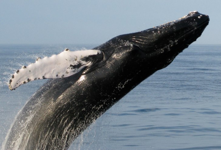 maine whale watching balene