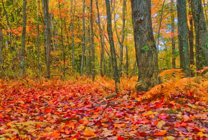 Maine foliage autunno foglie colorate