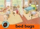 bed bugs cimici da letto hotel New York